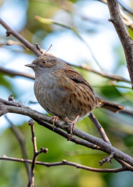 Benekli göğsü olan küçük kahverengi Dunnock, Peder Collins Park, Dublin 'deki çalıların arasında yiyecek arıyor..