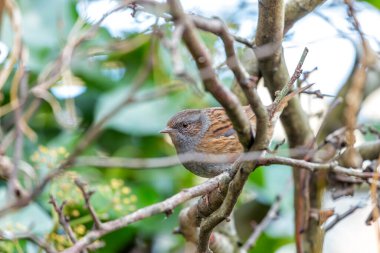 Benekli göğsü olan küçük kahverengi Dunnock, Peder Collins Park, Dublin 'deki çalıların arasında yiyecek arıyor..