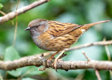 Benekli göğsü olan küçük kahverengi Dunnock, Peder Collins Park, Dublin 'deki çalıların arasında yiyecek arıyor..