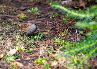 Small brown Dunnock with a speckled chest, forages for food amongst the bushes in Father Collins Park, Dublin. clipart