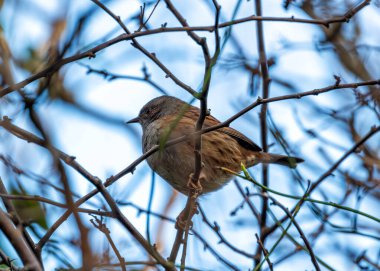 Benekli göğsü olan küçük kahverengi Dunnock, Peder Collins Park, Dublin 'deki çalıların arasında yiyecek arıyor..