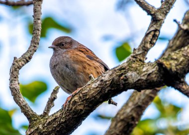 Benekli göğsü olan küçük kahverengi Dunnock, Peder Collins Park, Dublin 'deki çalıların arasında yiyecek arıyor..