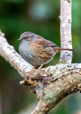 Benekli göğsü olan küçük kahverengi Dunnock, Peder Collins Park, Dublin 'deki çalıların arasında yiyecek arıyor..