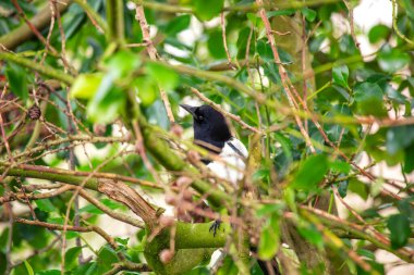 Uzun kuyruklu Siyah & Beyaz Saksağan, Dublin 'deki St. Stephen' s Green Park 'ta yiyecek arıyor.