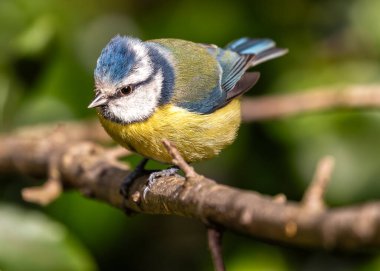 Dublin 'in Botanik Bahçeleri' ndeki yeşilliklerin arasına tünemiş sarı göğüslü minik canlı mavi ötücü kuş..
