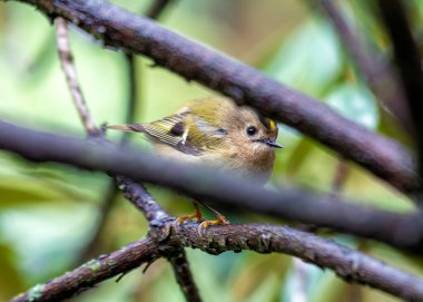Altın armalı küçük Goldcrest Dublin 'in Phoenix Parkı' ndaki dalların arasında.