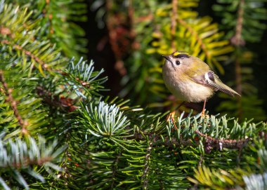 Altın armalı küçük Goldcrest Dublin 'in Phoenix Parkı' ndaki dalların arasında.