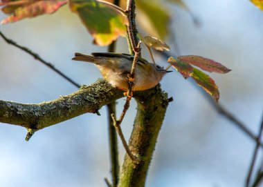 Altın armalı küçük Goldcrest Dublin 'in Phoenix Parkı' ndaki dalların arasında.