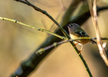 Altın armalı küçük Goldcrest Dublin 'in Phoenix Parkı' ndaki dalların arasında.