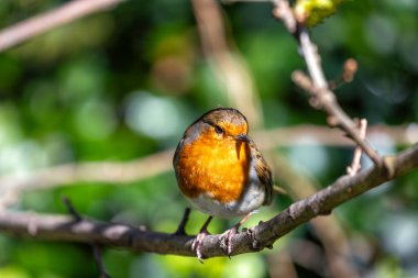 Canlı kırmızı göğüslü yetişkin Robin, Dublin 'in Ulusal Botanik Bahçeleri' ndeki bir dala tünemişti.. 