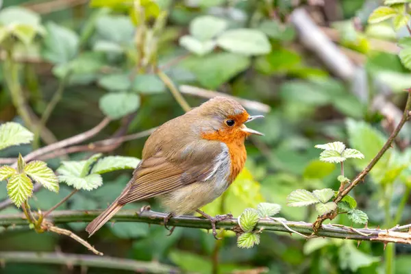 Canlı kırmızı göğüslü yetişkin Robin, Dublin 'in Ulusal Botanik Bahçeleri' ndeki bir dala tünemişti.. 