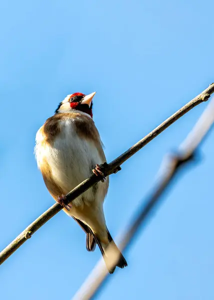 stock image Vibrant goldfinch with black wings and red mask, perched on a flower at Dublin's Botanic Gardens.