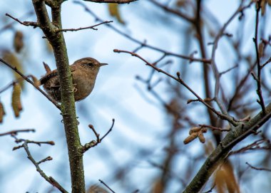 Tiny brown wren with a cocked tail searches for insects amongst the greenery in Dublin.  clipart