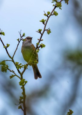 Benekli göğsü olan küçük kahverengi Dunnock, Peder Collins Park, Dublin 'deki çalıların arasında yiyecek arıyor.. 