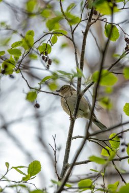 Canlı tüylü Chaffinch Dublin 'deki Ulusal Botanik Bahçeleri' nde şarkı söylüyor..
