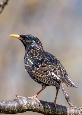 Common starling with glossy black plumage, perched on a building in Dublin, Ireland. clipart