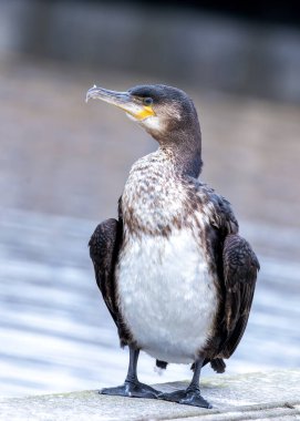 Kancalı gagalı büyük siyah karabatak Howth, Dublin yakınlarında kanatlarını kurutur..
