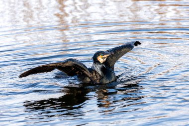 Large black cormorant with a hooked beak dries its wings on the coast near Howth, Dublin. clipart