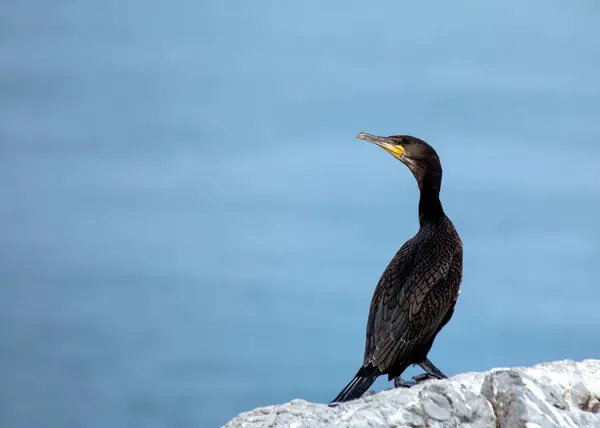 stock image Large black cormorant with a hooked beak dries its wings on the coast near Howth, Dublin.