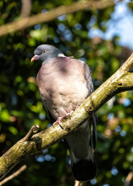 Large Wood Pigeon with a grey body and iridescent neck feathers, forages on the ground in Dublin's Phoenix Park. clipart