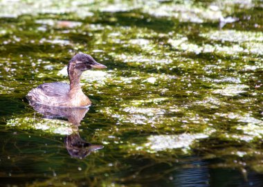 Kestane rengi boğazı ve yanakları olan küçük bir dabchick, Dublin 'deki bir gölde yüzüyor..