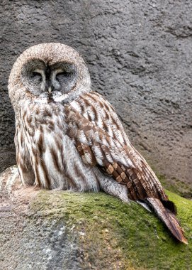 Massive Great Grey Owl with a round face and white chest, perched silently in a snowy North American forest. clipart