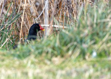Black moorhen with a red beak and white head patch, forages amongst the reeds in Fairview Park, Dublin. clipart