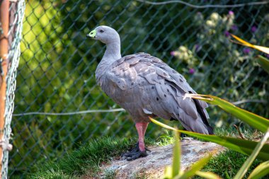 Stocky goose with a large, pale pink bill and brown body, grazes on coastal pastures on islands off southern Australia.  clipart