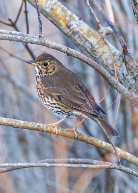 Melodious Song Thrush with brown spotted breast sings from a treetop in Father Collins Park, Dublin. clipart