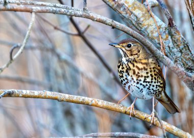 Melodious Song Thrush kahverengi benekli göğüslü Peder Collins Park, Dublin 'deki bir ağacın tepesinden şarkı söylüyor..