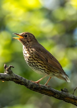 Melodious Song Thrush kahverengi benekli göğüslü Peder Collins Park, Dublin 'deki bir ağacın tepesinden şarkı söylüyor..