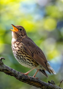 Melodious Song Thrush kahverengi benekli göğüslü Peder Collins Park, Dublin 'deki bir ağacın tepesinden şarkı söylüyor..