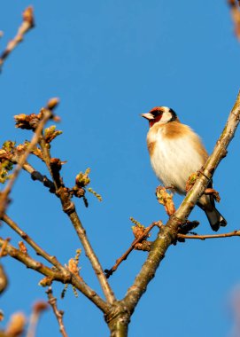 Dublin 'in Botanik Bahçeleri' ndeki bir çiçeğe tünemiş siyah kanatlı ve kırmızı maskeli canlı ispinoz kuşu..