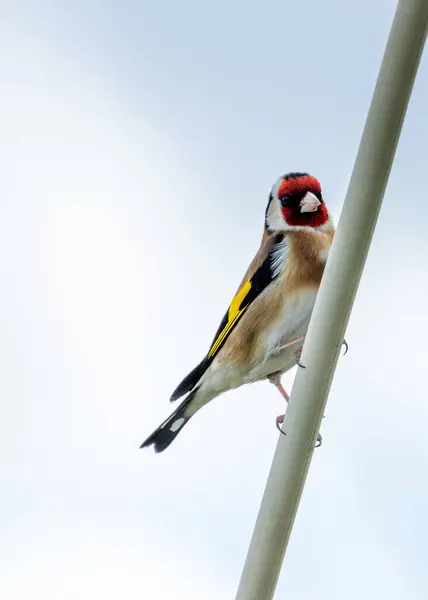 stock image Vibrant goldfinch with black wings and red mask, perched on a flower at Dublin's Botanic Gardens.