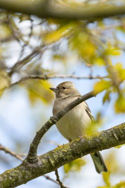 Canlı tüylü Chaffinch Dublin 'deki Ulusal Botanik Bahçeleri' nde şarkı söylüyor..