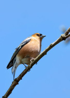 Canlı tüylü Chaffinch Dublin 'deki Ulusal Botanik Bahçeleri' nde şarkı söylüyor..