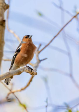 Canlı tüylü Chaffinch Dublin 'deki Ulusal Botanik Bahçeleri' nde şarkı söylüyor..