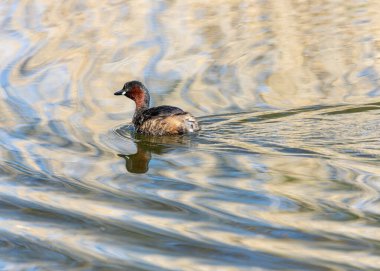 Kestane rengi boğazı ve yanakları olan küçük bir dabchick, Dublin 'deki bir gölde yüzüyor..