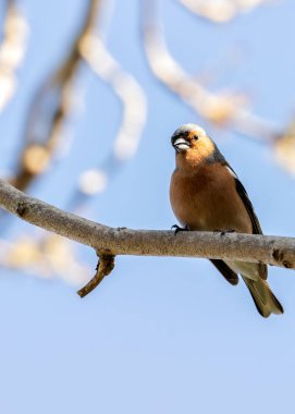 Dublin Botanik Bahçeleri 'nde erkek Chaffinch gururla şarkı söylüyor, canlı tüyler sergiliyor..