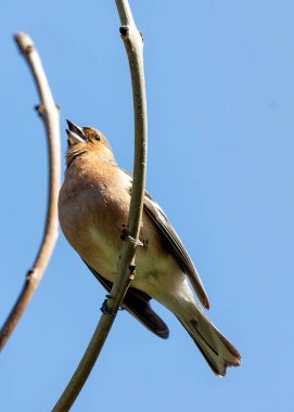 Dublin Botanik Bahçeleri 'nde erkek Chaffinch gururla şarkı söylüyor, canlı tüyler sergiliyor..