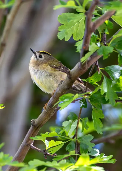 stock image Tiny Goldcrest with a golden crest forages amongst the branches in Dublin's Phoenix Park.