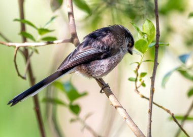 Long-tailed Tit (Aegithalos caudatus) - Found across Europe & parts of Asia clipart