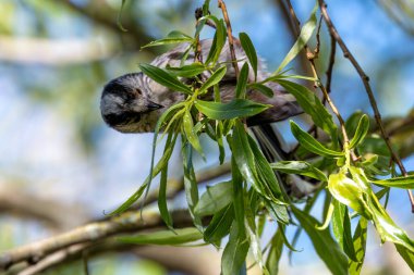 Long-tailed Tit (Aegithalos caudatus) - Found across Europe & parts of Asia