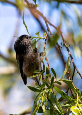 Long-tailed Tit (Aegithalos caudatus) - Found across Europe & parts of Asia