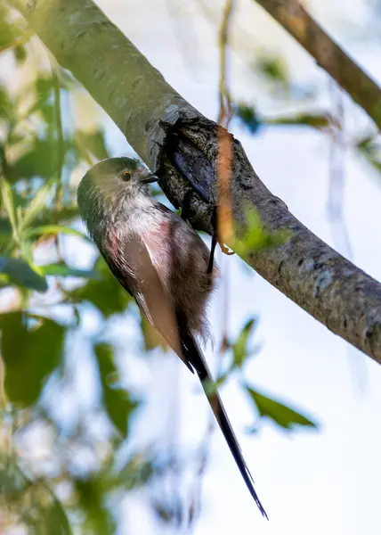 stock image Long-tailed Tit (Aegithalos caudatus) - Found across Europe & parts of Asia