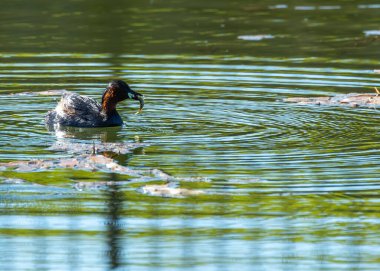 Kestane rengi boğazı ve yanakları olan küçük bir dabchick, Dublin 'deki bir gölde yüzüyor..