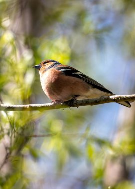 Dublin Botanik Bahçeleri 'nde erkek Chaffinch gururla şarkı söylüyor, canlı tüyler sergiliyor..