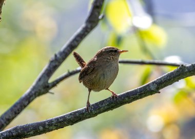 Küçük kahverengi çalıkuşu, kuyruklu. Dublin 'deki yeşillikler arasında böcek arıyor..