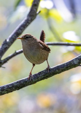 Küçük kahverengi çalıkuşu, kuyruklu. Dublin 'deki yeşillikler arasında böcek arıyor..