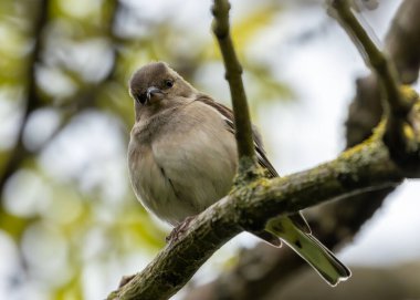 Canlı tüylü erkek Chaffinch Dublin 'deki Ulusal Botanik Bahçeleri' nde şarkı söylüyor..
